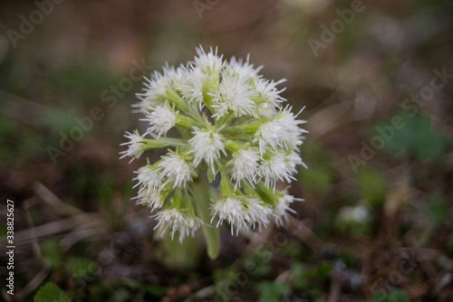 Wallpaper Mural Common Butterbur (Petasites albus) is a strong-smelling plant of the Asteraceae family. Torontodigital.ca