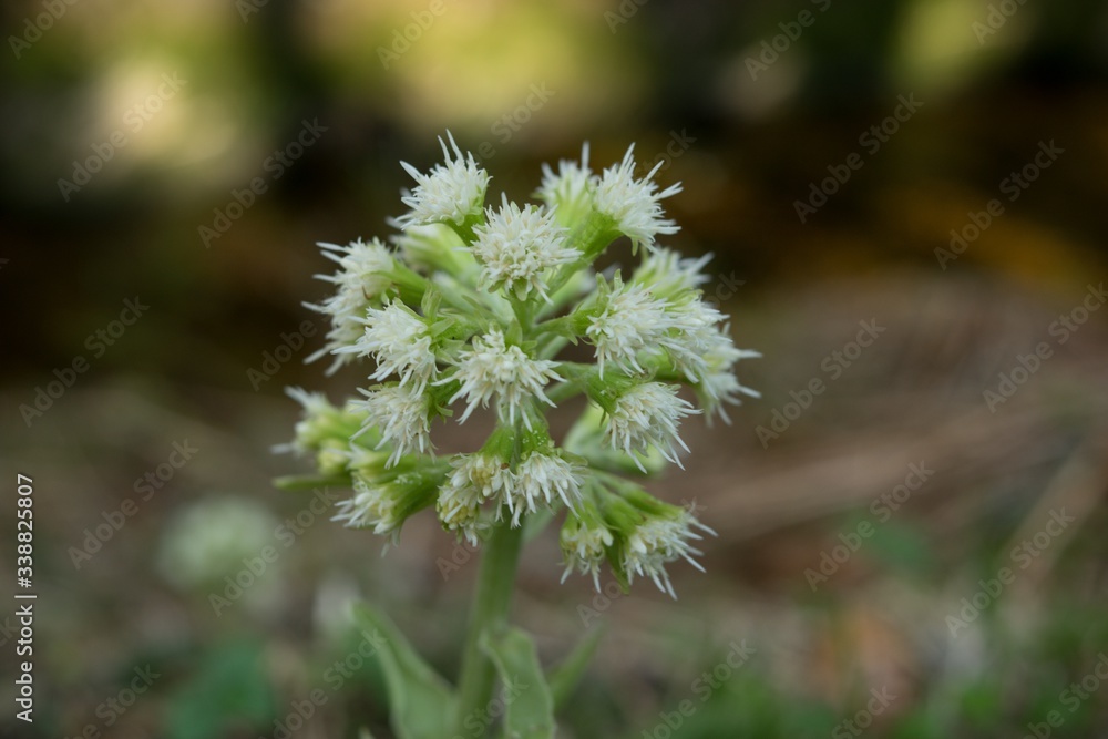 Common Butterbur (Petasites albus) is a strong-smelling plant of the Asteraceae family. Common Butterbur (Petasites albus) is a strong-smelling plant of the Asteraceae family.