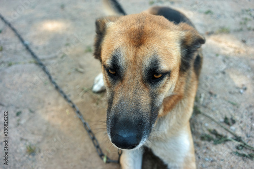 portrait of a dog