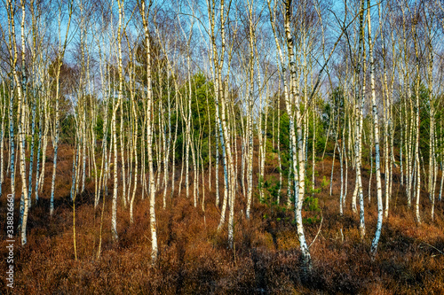 Early spring young birch forest on heath sandy dunes of natural landscape protected area of Mazovian Landscape Park in Mazovia region in central Poland