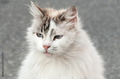 Portrait d'un chat angora blanc tigré en extérieur