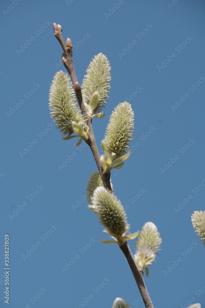 Bäume-Blüten Bäume-Blüten