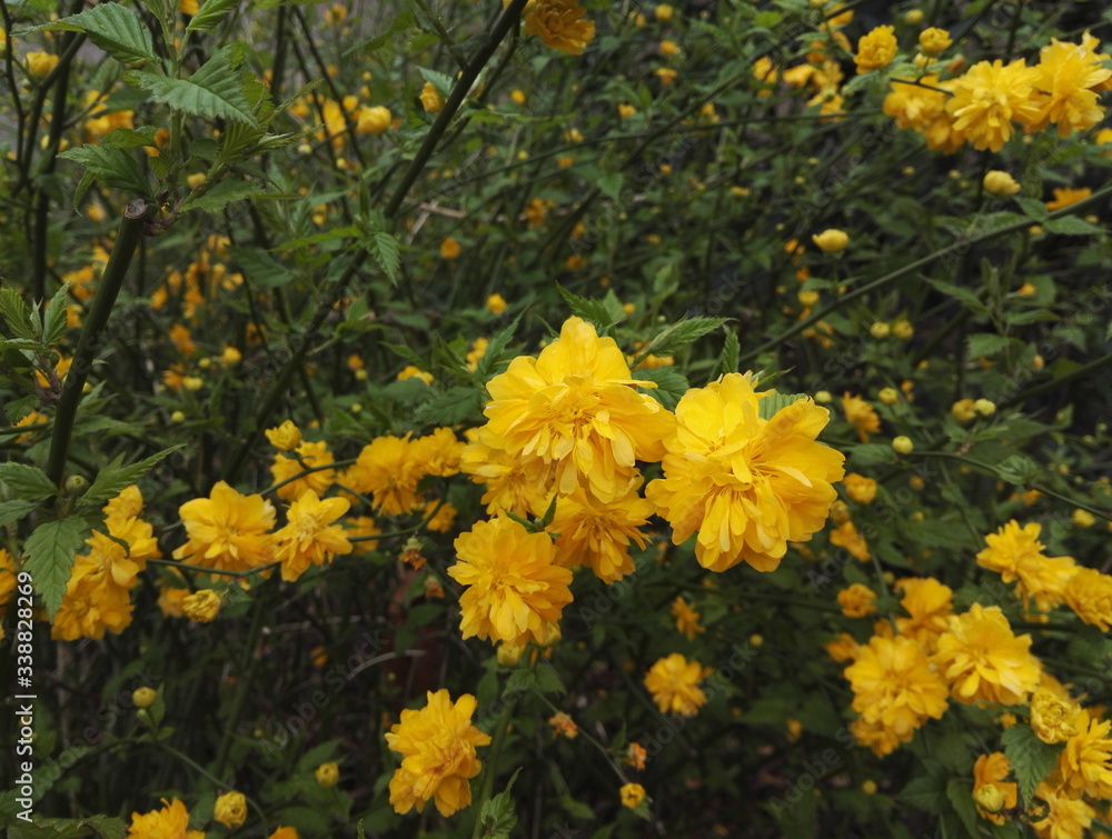 Kerria japonica and its golden yellow flowers in early spring