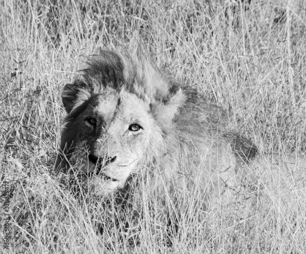 black and white portret photo male lion laying in the field in the wild life of the Kruger Park ...