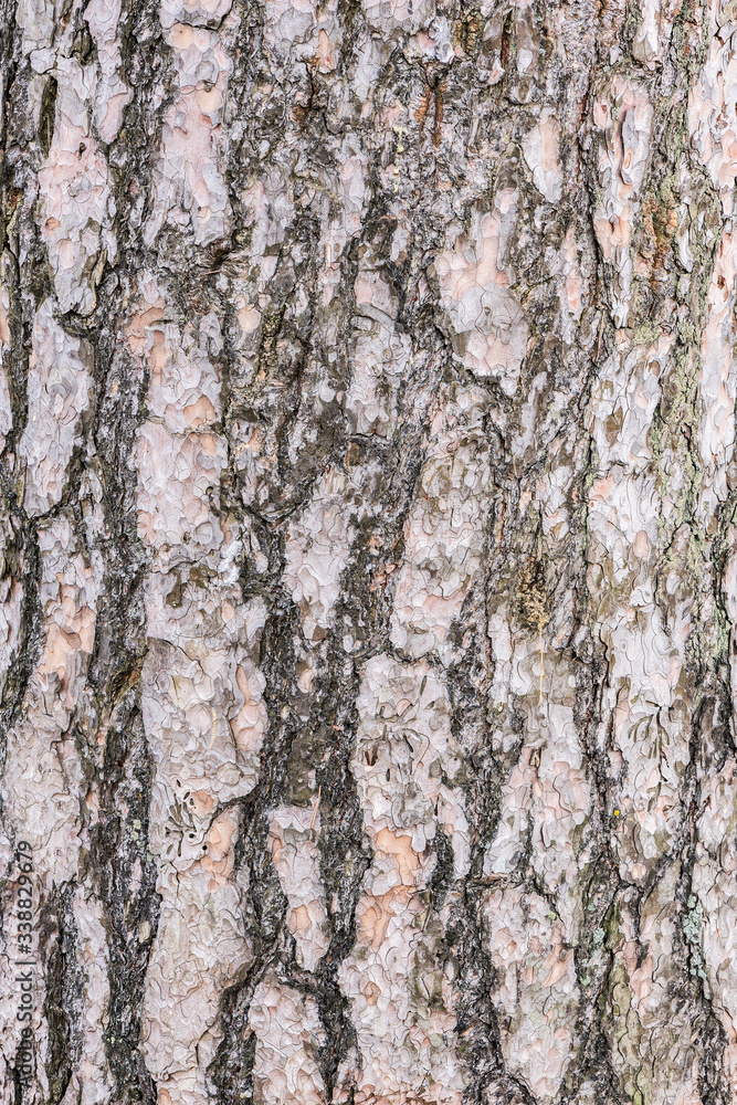 Obraz premium Pine tree bark texture. Surface of the old tree trunk.