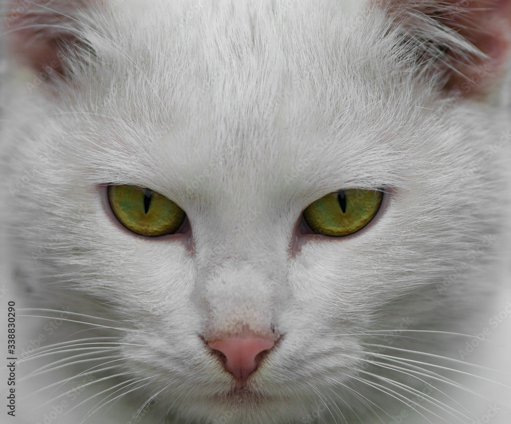 white fur cat with green eyes close-up