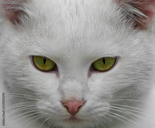 white fur cat with green eyes close-up