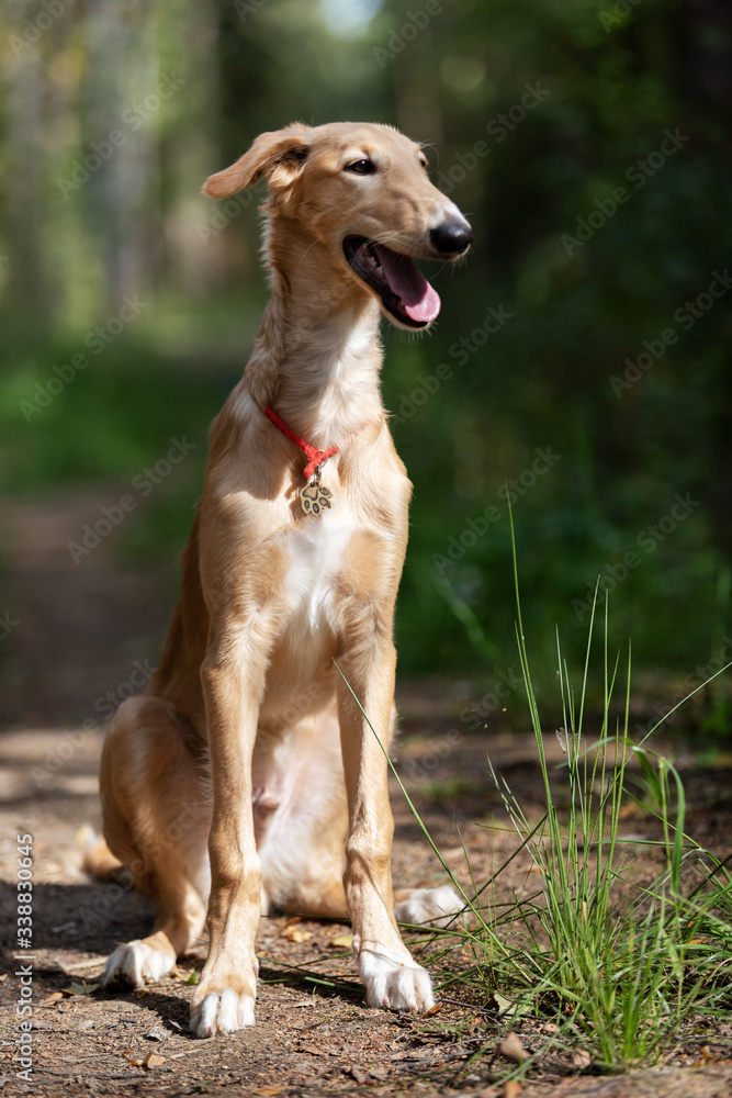 Puppy borzoi walks outdoor at summer day Puppy borzoi walks outdoor at summer day