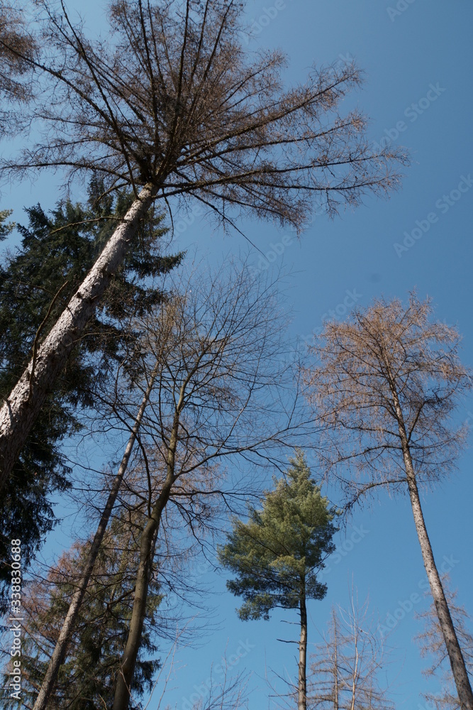 Obraz premium Bäume-Blüten