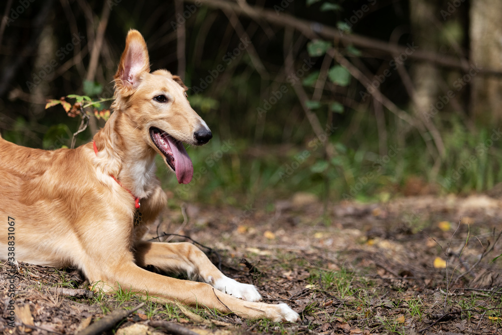 Puppy borzoi walks outdoor at summer day
