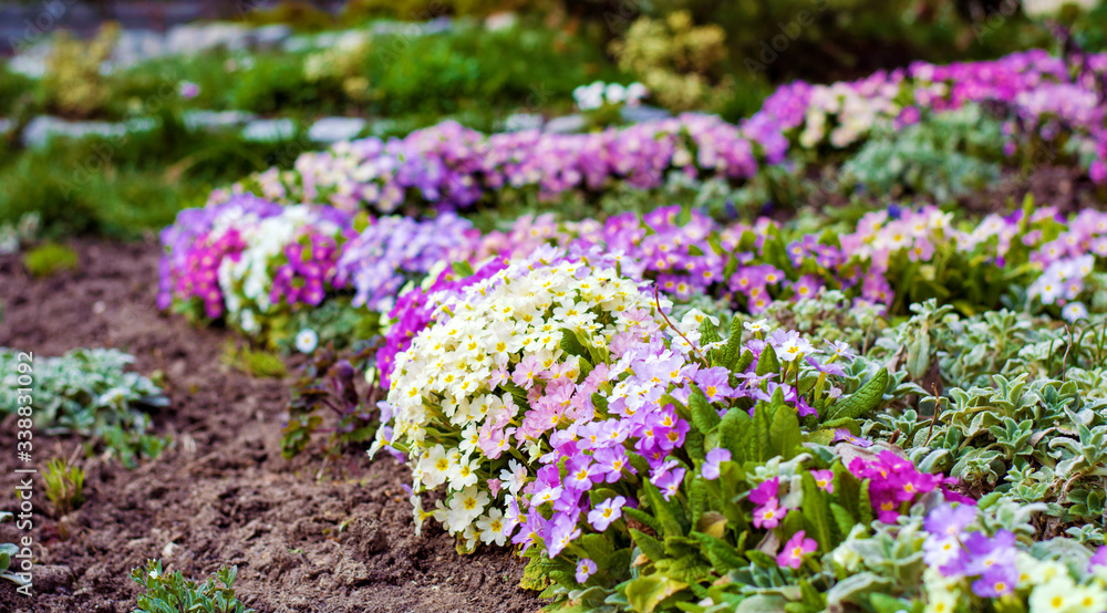 Primroses Flowers Blooming in a Spring Garden Primroses Flowers Blooming in a Spring Garden