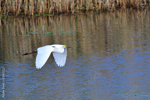 Silberreiher in der Oberlausitz  © Karin Jähne