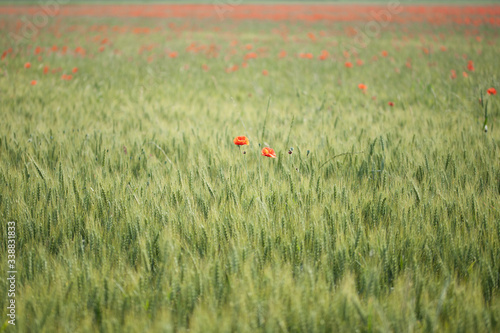 wheat field and red tulips, with the rich ears of wheat, reflections of yellow and green sun, soon they will be reaped and ground to make flour.