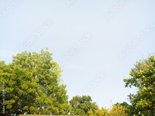 green trees in the park with blue sky