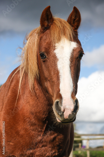 Portrait of a horse with sky behind.  © dabyg