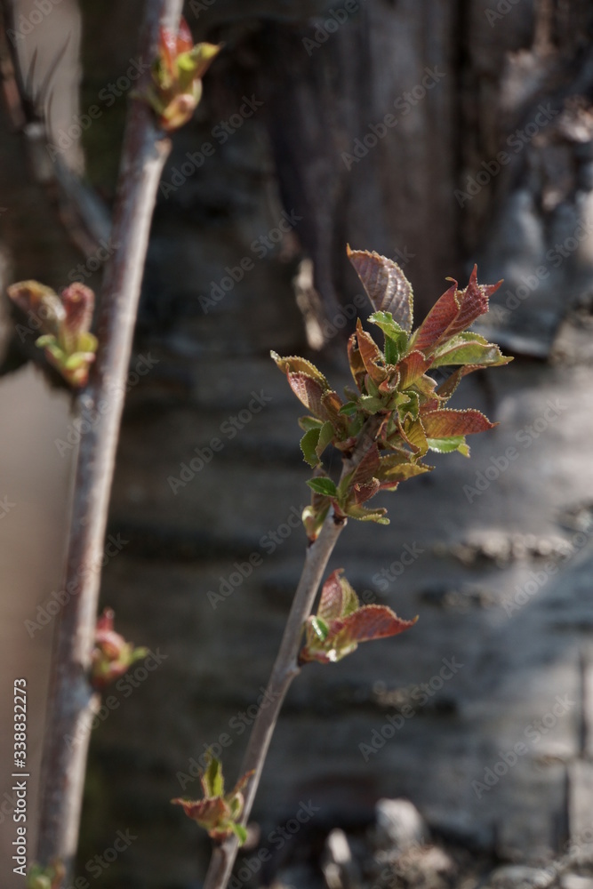Bäume-Blüten Bäume-Blüten