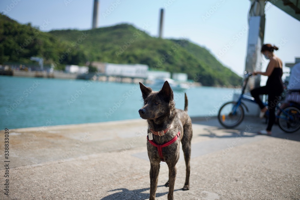 Lamma Island, Hong Kong - 12 April 2020 : Weekend travel capture of a dog handing out at the island.