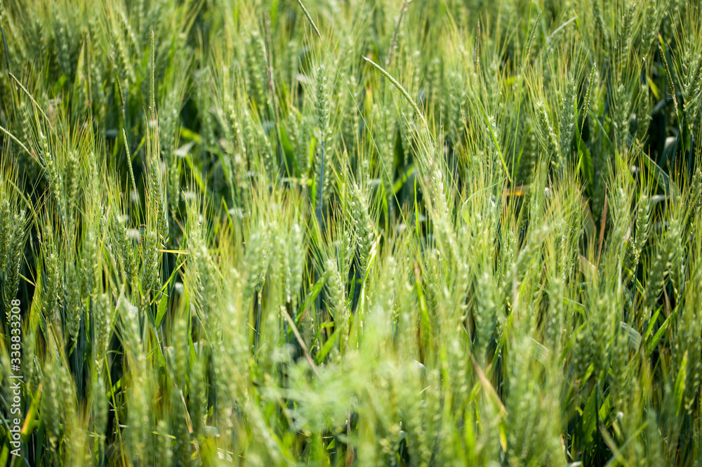 Obraz premium wheat, flour, bread, ears with yellow and green reflections. the most important wheat producers in the world were China, India, Russia, United States of America, France, Ukraine