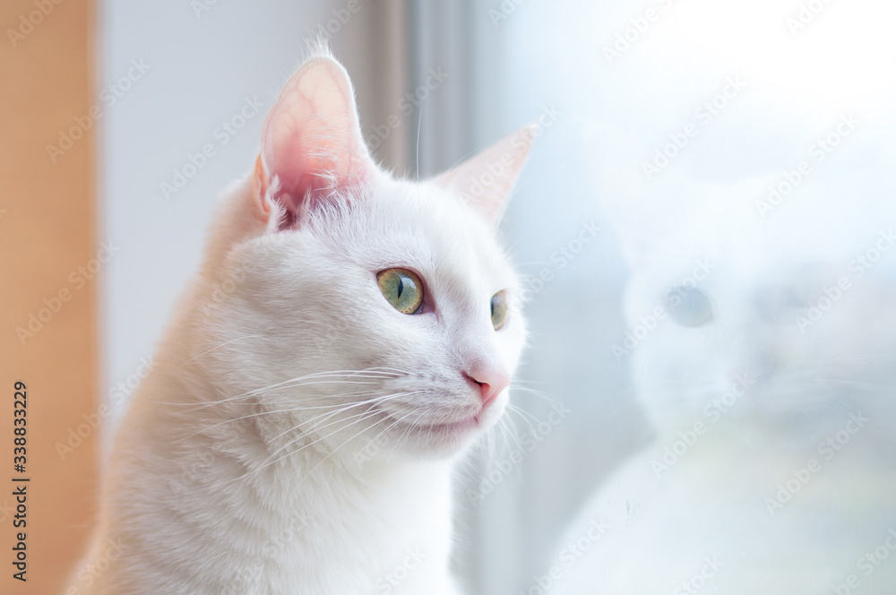 portrait of white cat looking through window and thinking about life