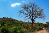 Picture of big old tree beside forest road in India