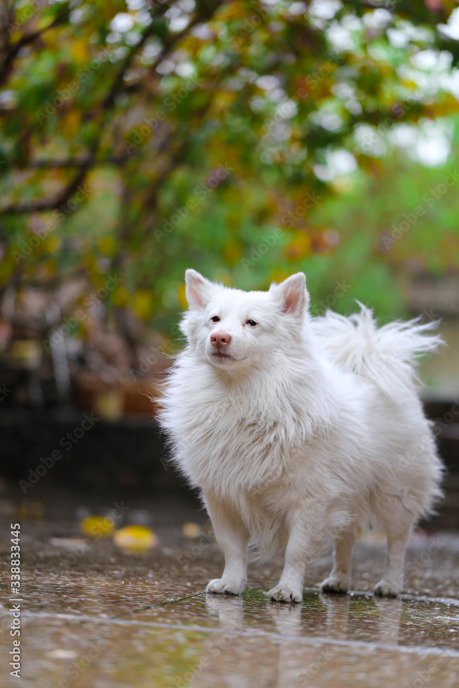 cute White russian samoyed dog