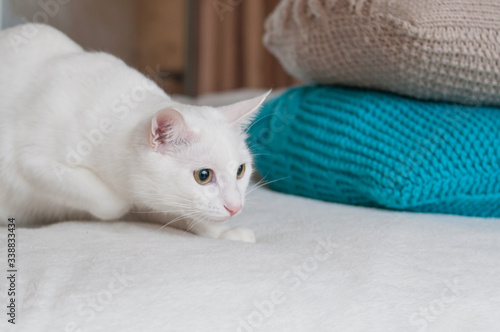 white cat in bed with colorful knitting pillows hunting