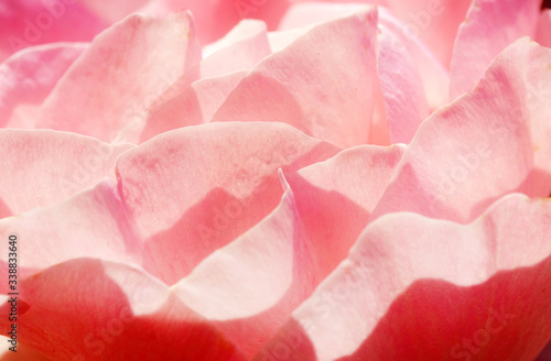 Wallpaper Mural Macro Pink Rose Flower Background  Torontodigital.ca
