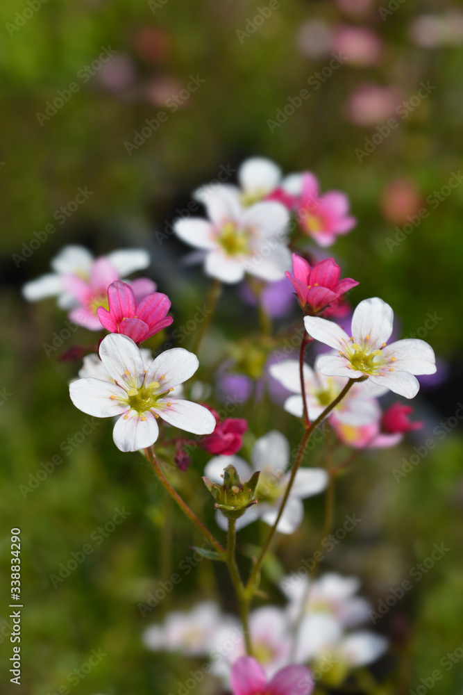 Obraz premium Saxifrage flowers
