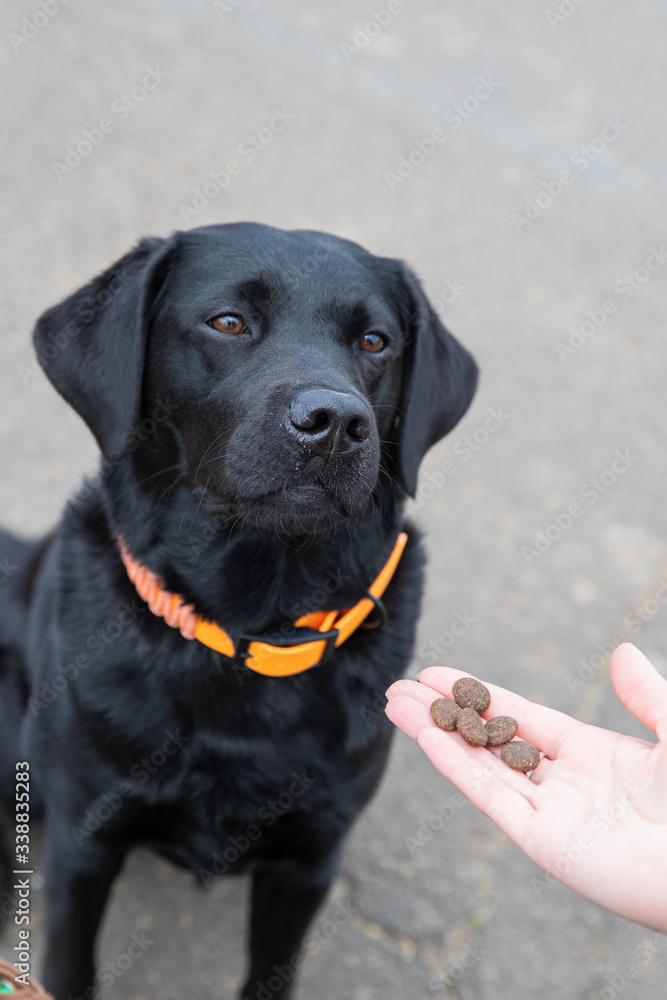Junger schwarzer Labrador bekommt Leckerlies als Belohnung für gutes Training Junger schwarzer Labrador bekommt Leckerlies als Belohnung für gutes Training