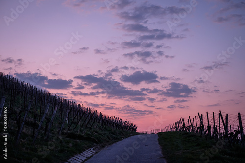 Vineyard with clouds in the sky in dawn