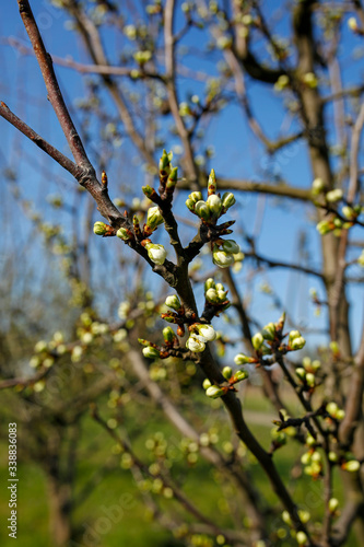 closeup of apple blossom buds