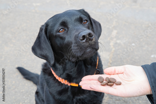 Junger schwarzer Labrador bekommt Leckerlies als Belohnung für gutes Training photo