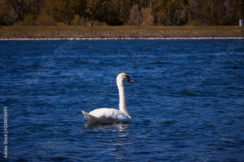 Fototapeta Naklejka Na Ścianę i Meble -  
Swan swims in the Rhine
