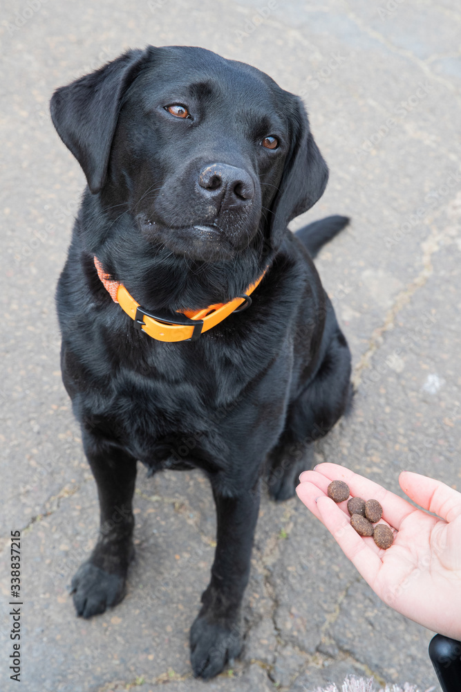 Junger schwarzer Labrador bekommt Leckerlies als Belohnung für gutes Training Junger schwarzer Labrador bekommt Leckerlies als Belohnung für gutes Training