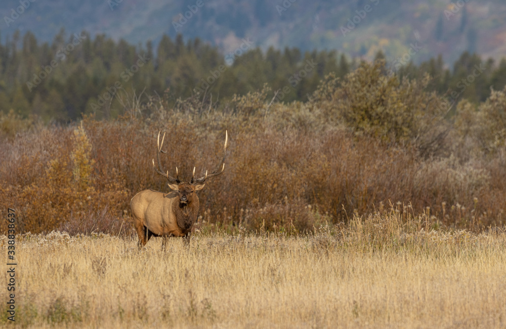 Bull Elk in Wyoming During the Rut in Autumn