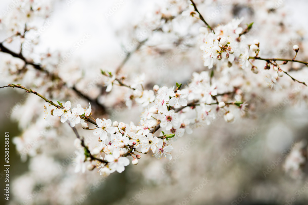 White spring flowers on plum trees
White spring flowers on plum trees