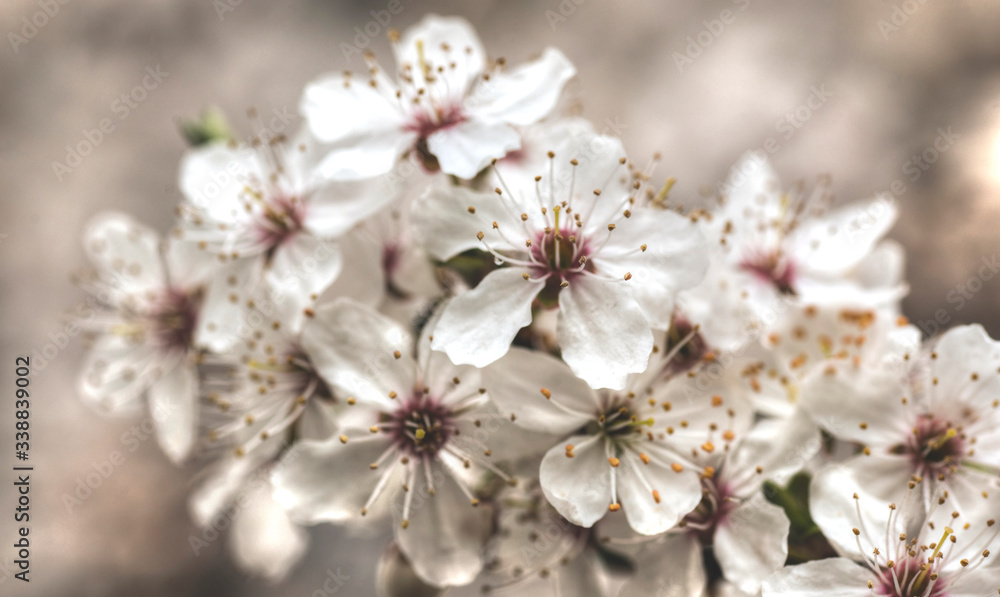 White spring flowers on plum trees
White spring flowers on plum trees