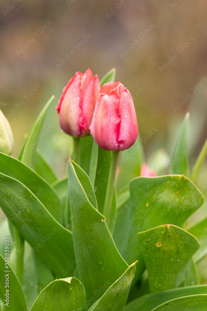 Tulipany Tulipany