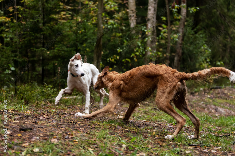 Puppy borzoi walks outdoor at summer day Puppy borzoi walks outdoor at summer day