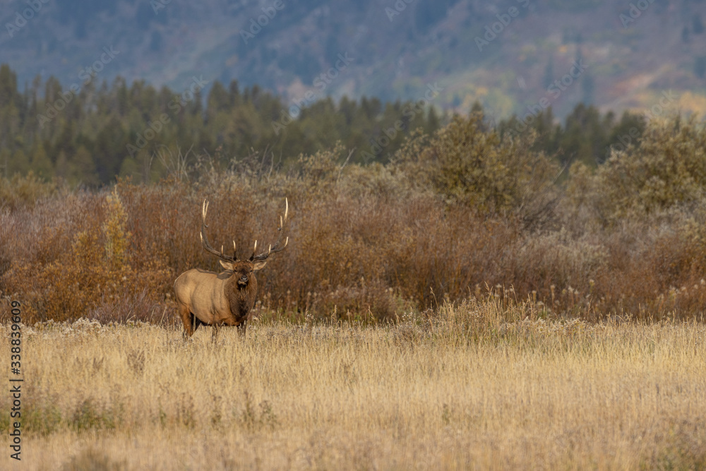Fototapeta premium Bull Elk in Wyoming During the Rut in Autumn