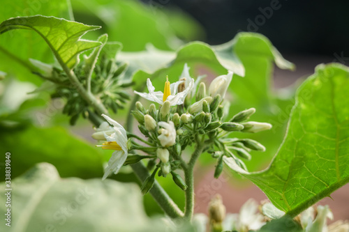 Solanum torvum is a bushy, erect and spiny perennial plant used horticulturally as a rootstock for eggplant. photo