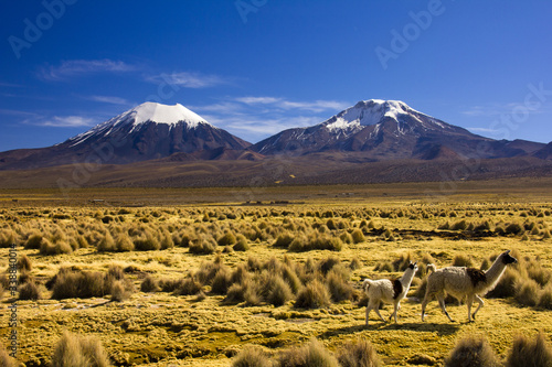 Parinacota and Pomerade volcanos - Altiplano in the Central Andes, Bolivia photo