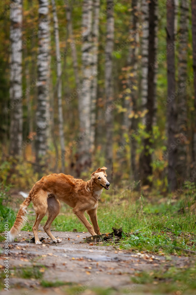 Naklejka premium Puppy borzoi walks outdoor at summer day
