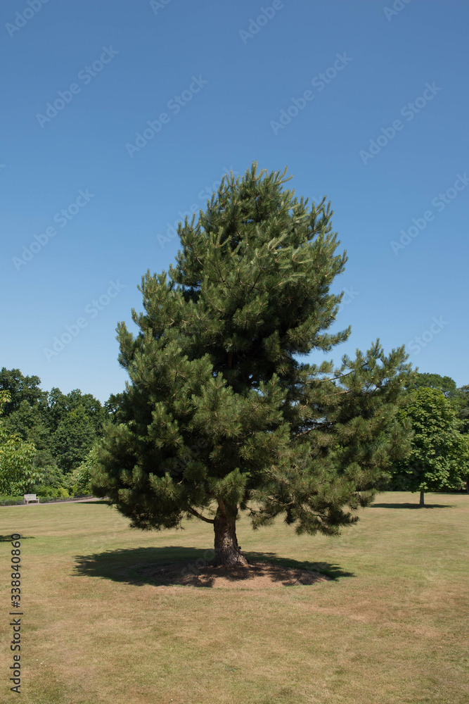 Green Foliage and Cones of an Evergreen Coniferous Austrian Pine or Black Pine Tree (Pinus nigra) Growing in a Garden in Rural Devon, England, UK