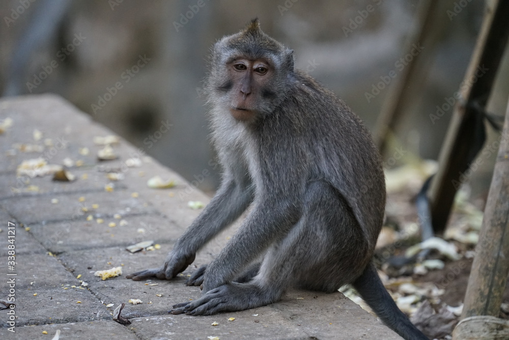 Naklejka premium Indonesia