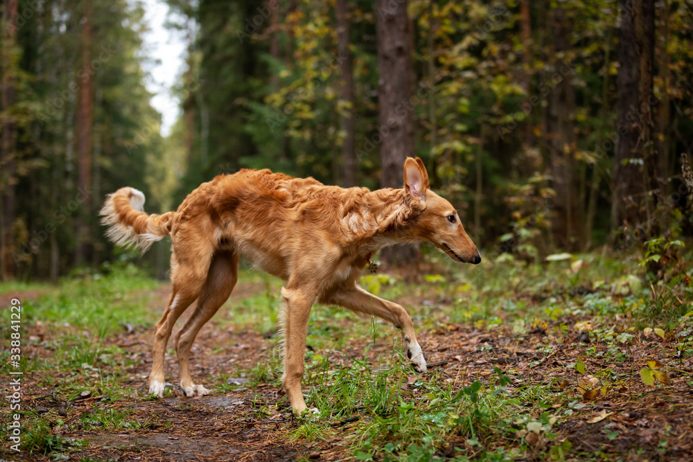 Puppy borzoi walks outdoor at summer day Puppy borzoi walks outdoor at summer day
