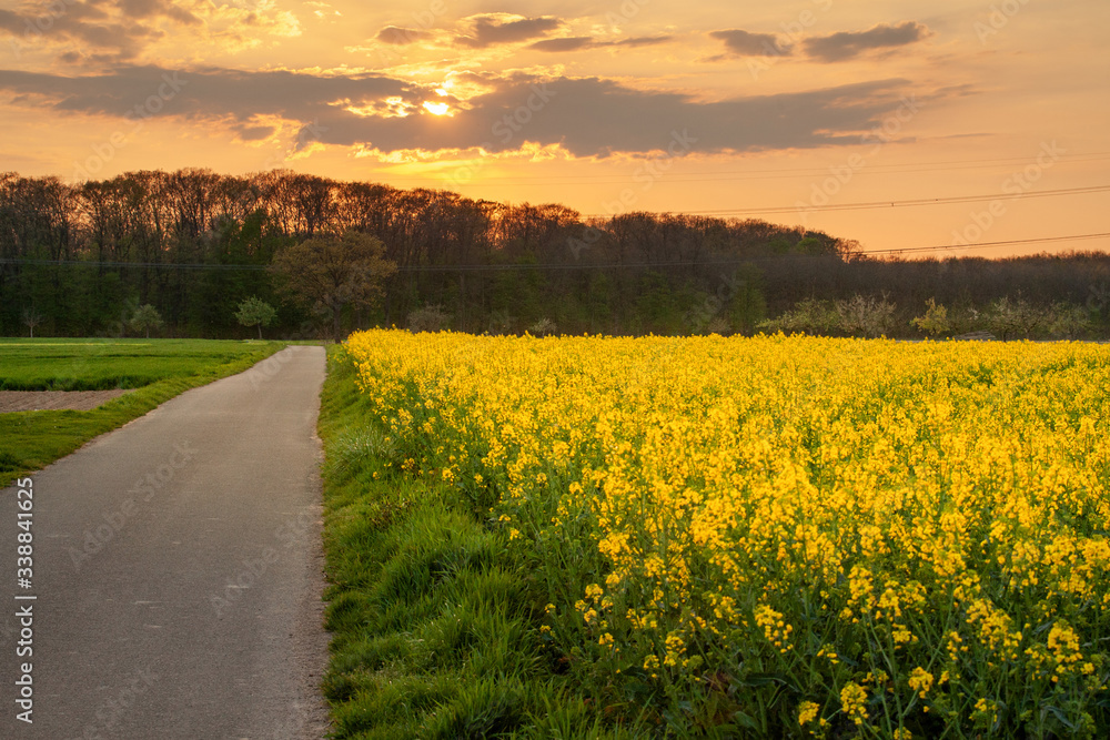 Obraz premium Rapsfeld vor Abendhimmel