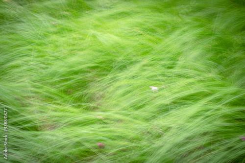 Blur abstract of green grass field blown by wind. Natural background and texture.