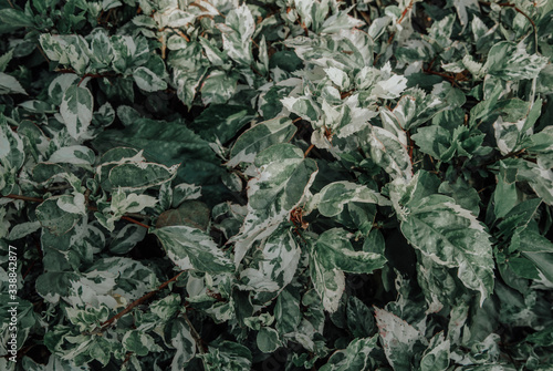 Plant background, dark green plants close up, natural pattern