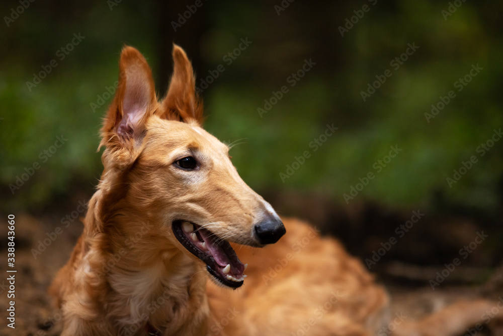 Fototapeta premium Puppy borzoi walks outdoor at summer day